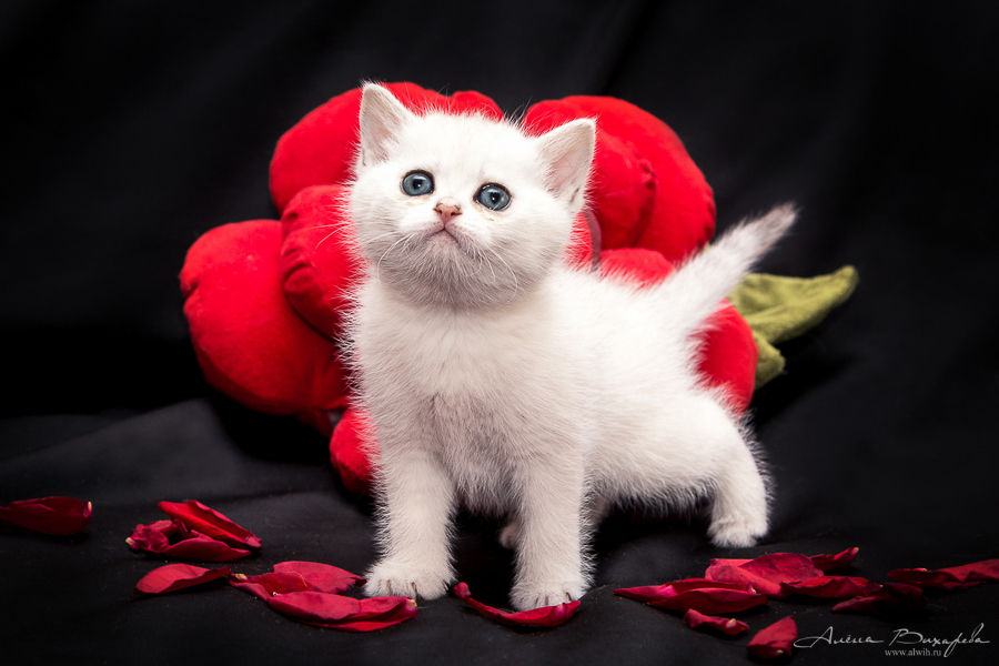 фотографии котят и кошек фотографии котят и кошек