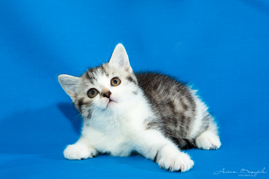 фотографии котят и кошек фотографии котят и кошек