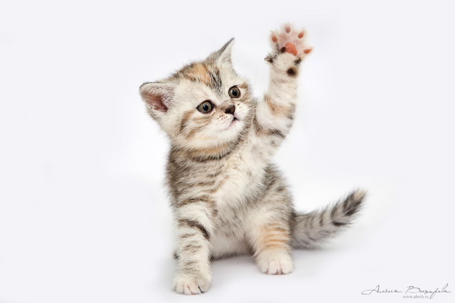 фотографии котят и кошек фотографии котят и кошек