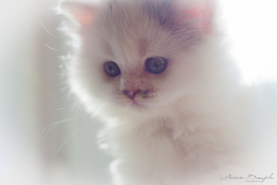 фотографии котят и кошек фотографии котят и кошек