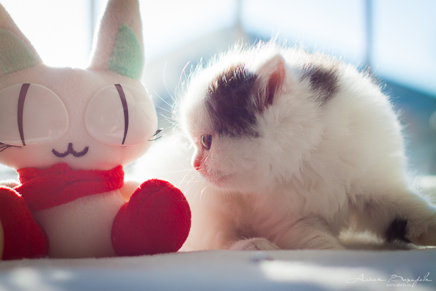 фотографии котят и кошек фотографии котят и кошек