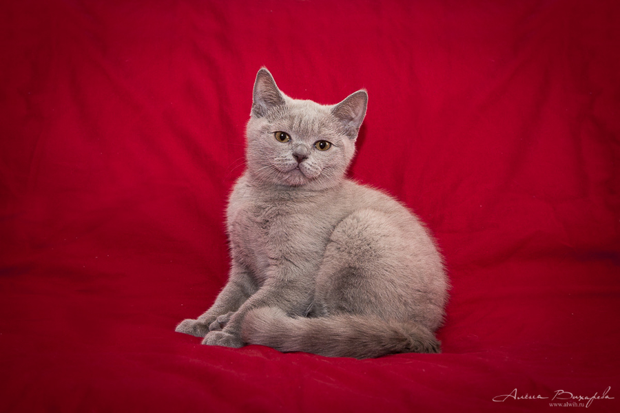 фотографии котят и кошек фотографии котят и кошек