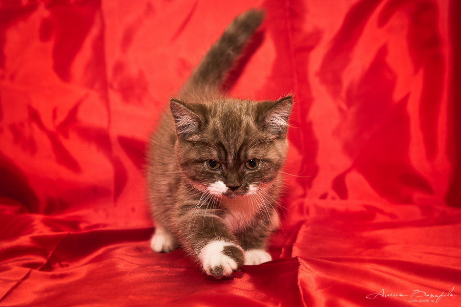 Фотографии котят и кошек Фотографии котят и кошек