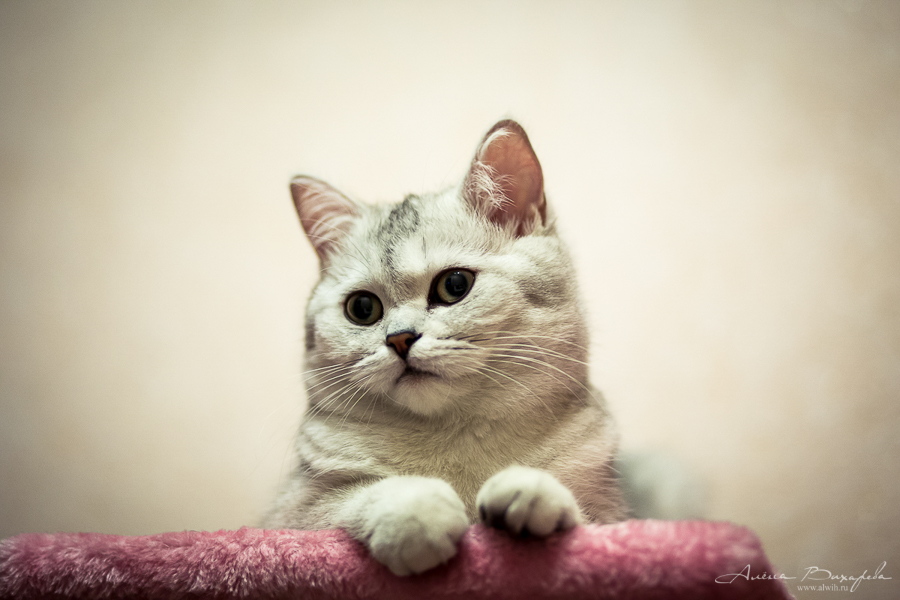 фотографии котят и кошек фотографии котят и кошек