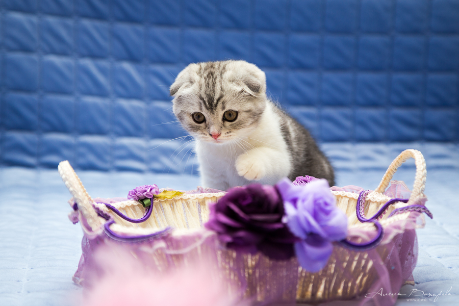 фотографии котят и кошек фотографии котят и кошек