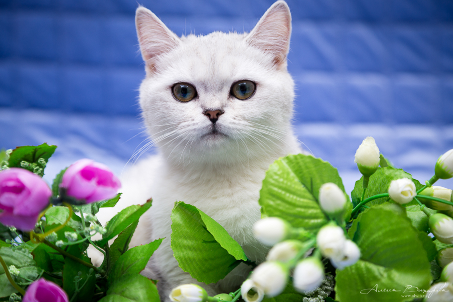 фотографии котят и кошек фотографии котят и кошек