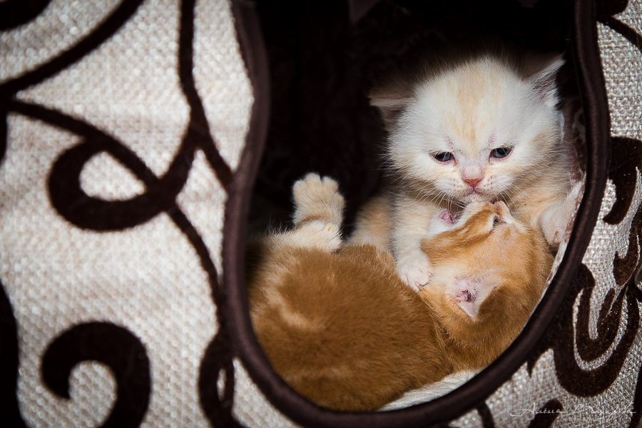 фотографии котят и кошек фотографии котят и кошек