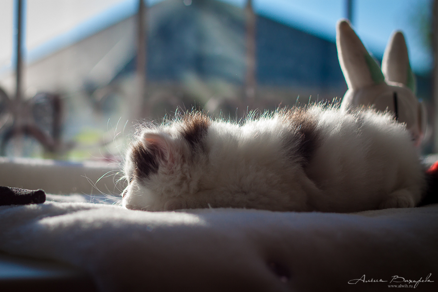 фотографии котят и кошек фотографии котят и кошек