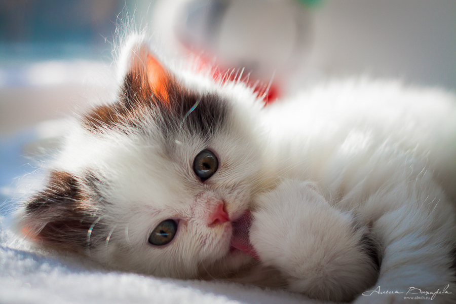 фотографии котят и кошек фотографии котят и кошек