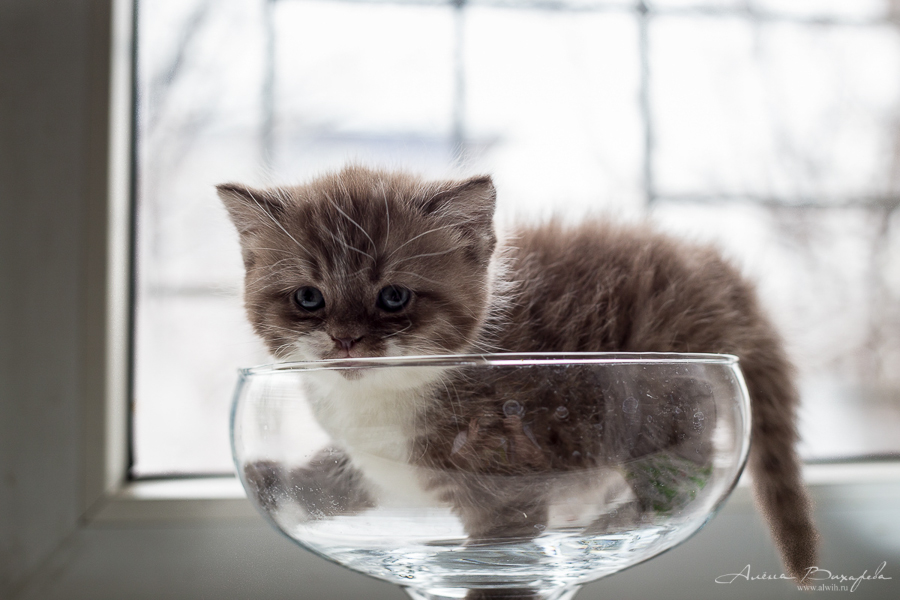 Фотографии котят и кошек Фотографии котят и кошек