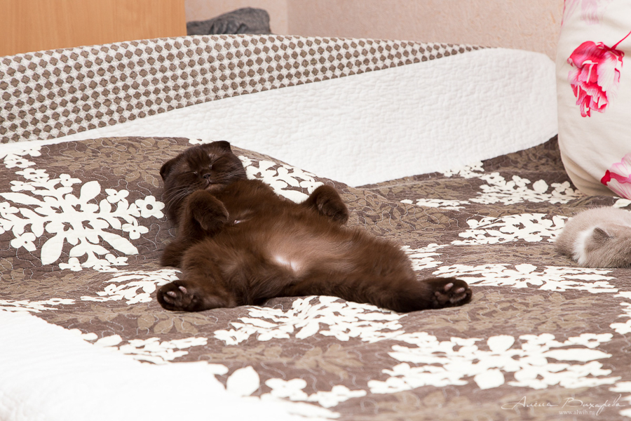 Фотографии котят и кошек Фотографии котят и кошек