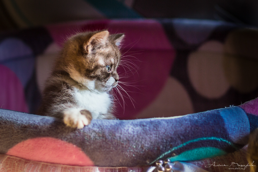 Фотографии котят и кошек Фотографии котят и кошек