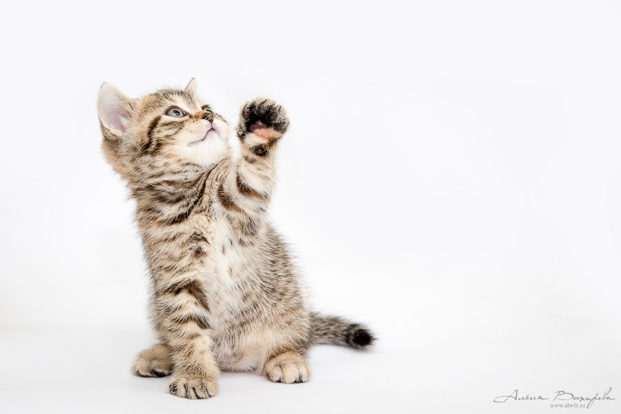 Фотографии котят и кошек Фотографии котят и кошек