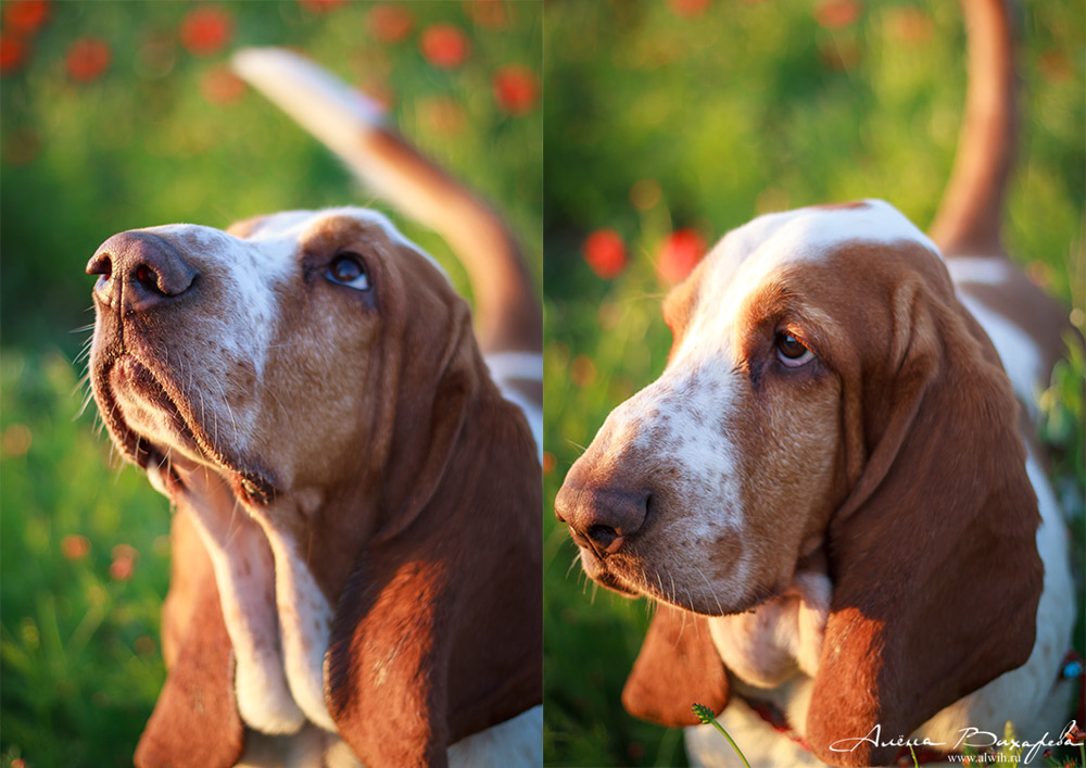 В маках В маках