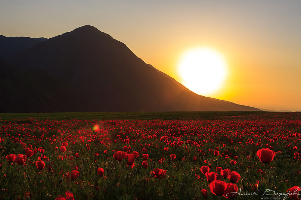 Маки на закате Маки на закате