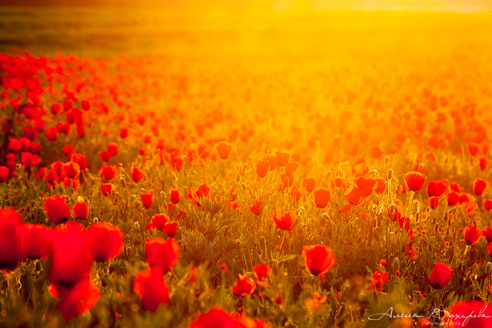 Маки на закате