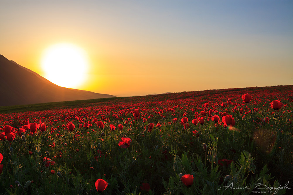 Маки на закате