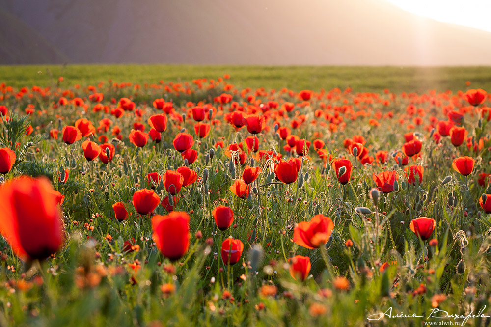 Маки на закате