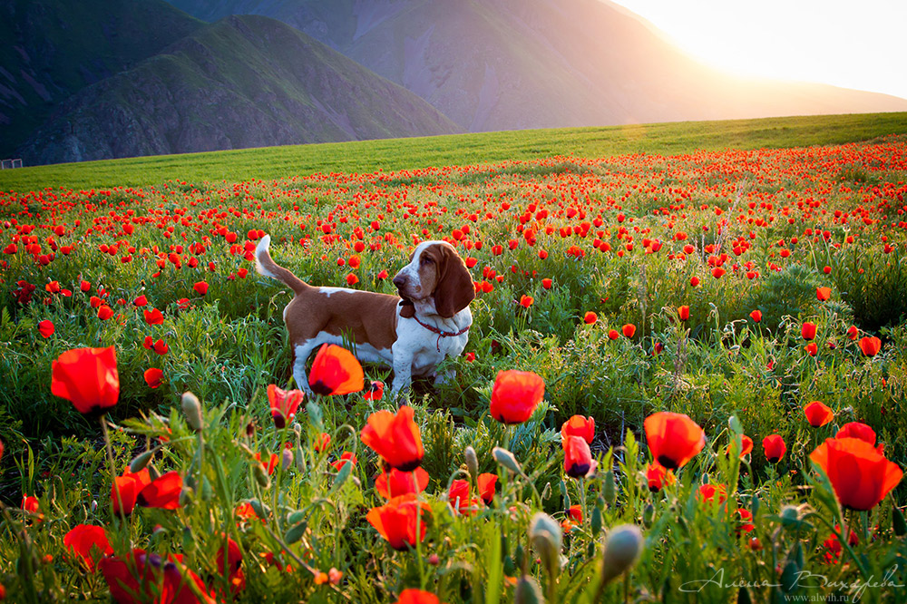 Мартин в маках