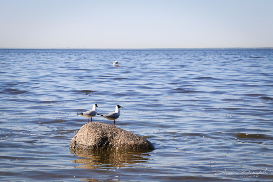 Прогулки по Питеру. Фотограф Вихарева Алена Прогулки по Питеру. Фотограф Вихарева Алена