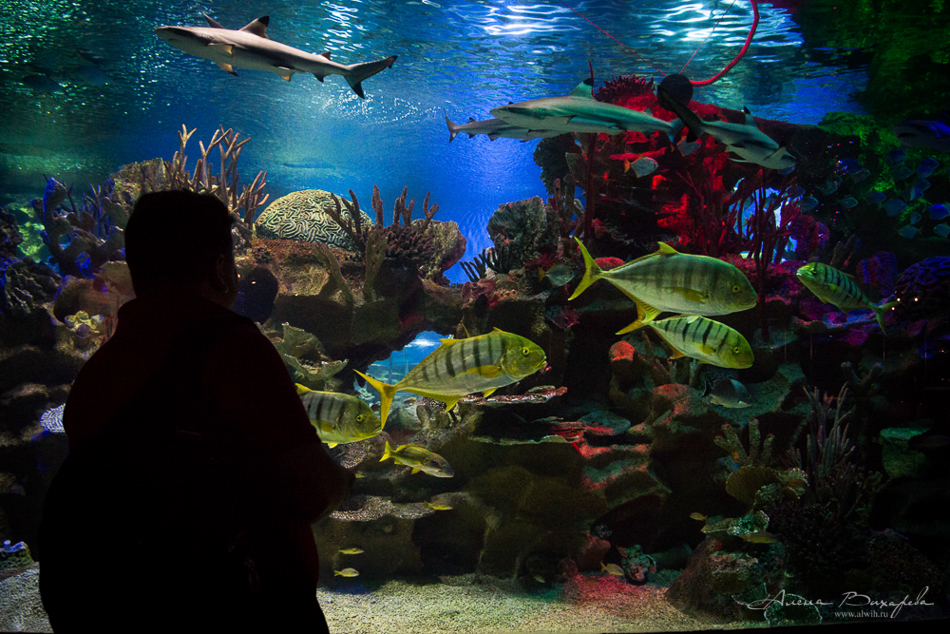 Прогулки по Питеру. Фотограф Вихарева Алена Прогулки по Питеру. Фотограф Вихарева Алена