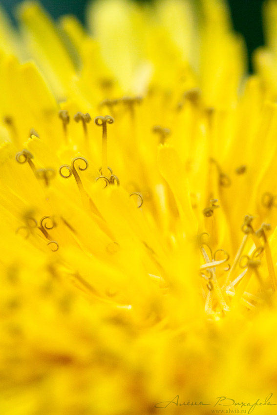 Одуванчик Одуванчик объектив CANON EF 100mm f/2.8L Macro IS USM