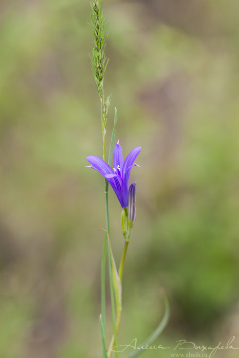 Цветок колокольчика Цветок колокольчик объектив CANON EF 100mm f/2.8L Macro IS USM