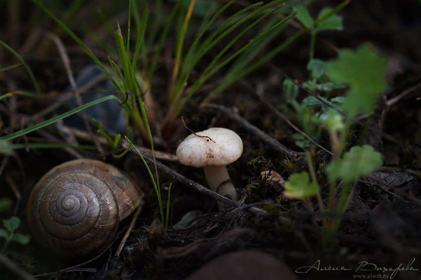 Улитка и грибочек Улитка и грибочек