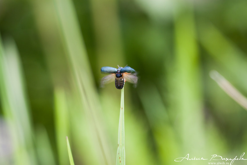 Взлет Взлет