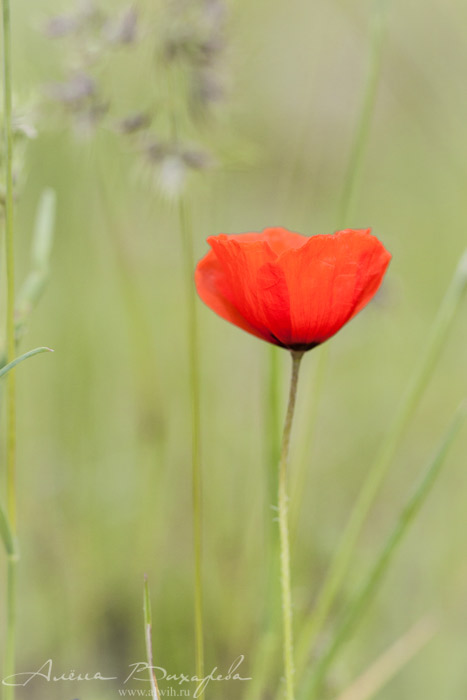 Цветок мака Мак объектив CANON EF 100mm f/2.8L Macro IS USM