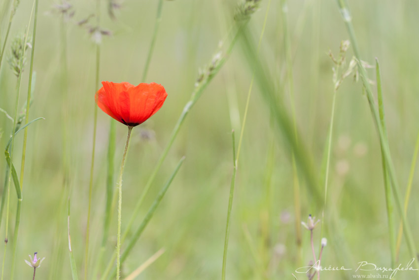 Макро объектив