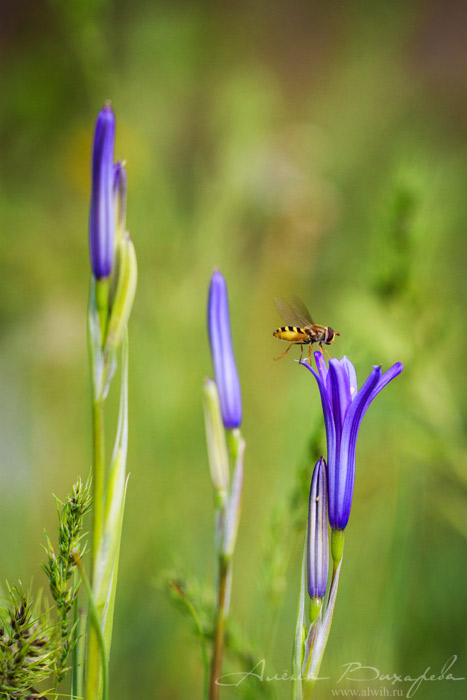 Цветок колокольчика и пчелка Цветок колокольчик объектив CANON EF 100mm f/2.8L Macro IS USM