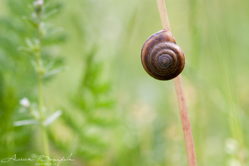 Путешественница Улитка объектив CANON EF 100mm f/2.8L Macro IS USM