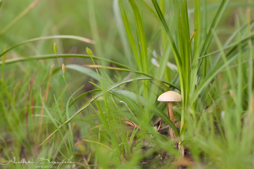 Улитка и грибочек Улитка и грибочек