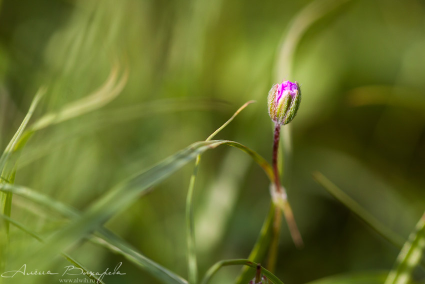 Цветок Весенний цветок объектив CANON EF 100mm f/2.8L Macro IS USM