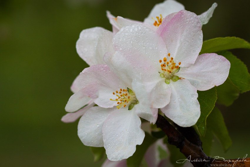 Цветок яблони Цветок яблони объектив CANON EF 100mm f/2.8L Macro IS USM
