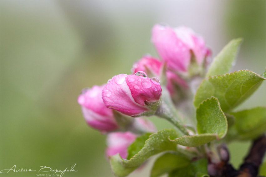 Цветы яблони Цветок яблони объектив CANON EF 100mm f/2.8L Macro IS USM