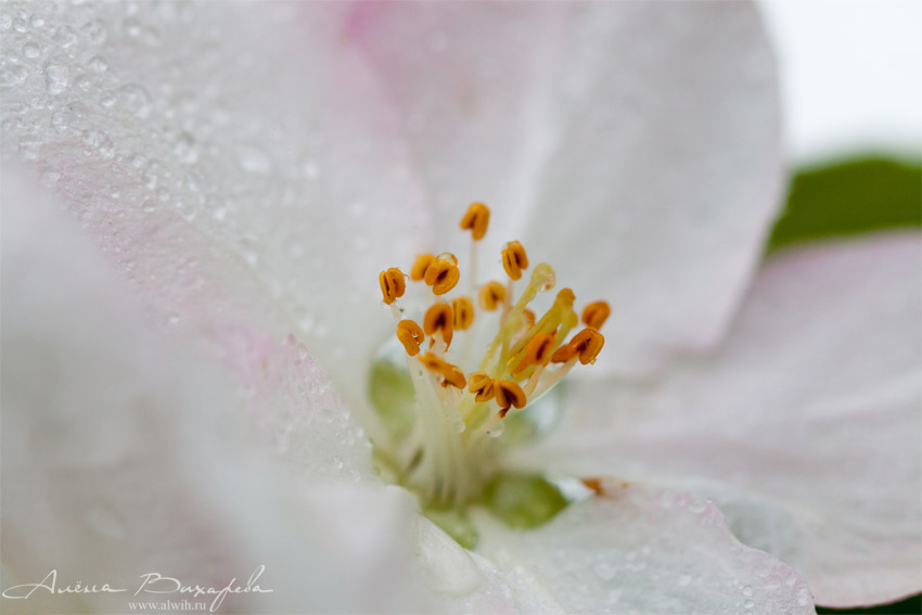 Цветок яблони Цветок яблони объектив CANON EF 100mm f/2.8L Macro IS USM