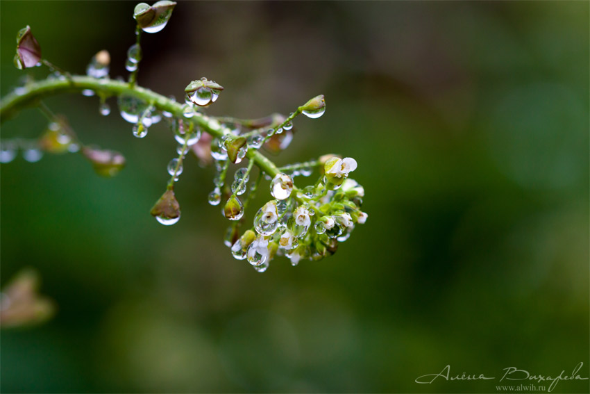 Пастушья сумка под дождем Пастушья сумка объектив CANON EF 100mm f/2.8L Macro IS USM