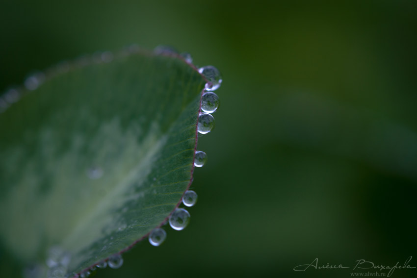 Капли на листьях Капли на листьях