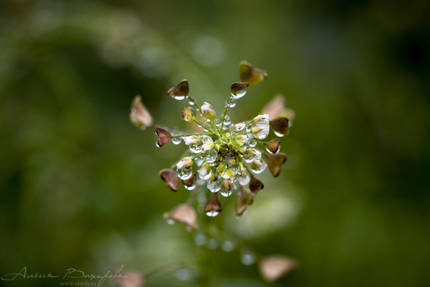 Пастушья сумка под дождем Пастушья сумка объектив CANON EF 100mm f/2.8L Macro IS USM
