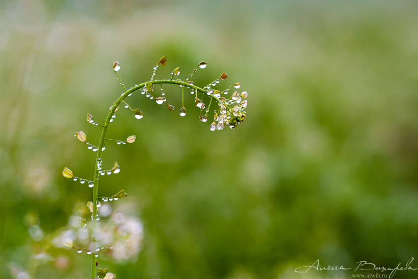 Пастушья сумка под дождем Пастушья сумка под дождем