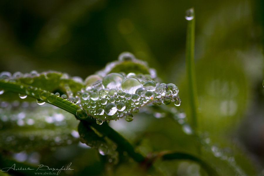 Под дождем Под дождем