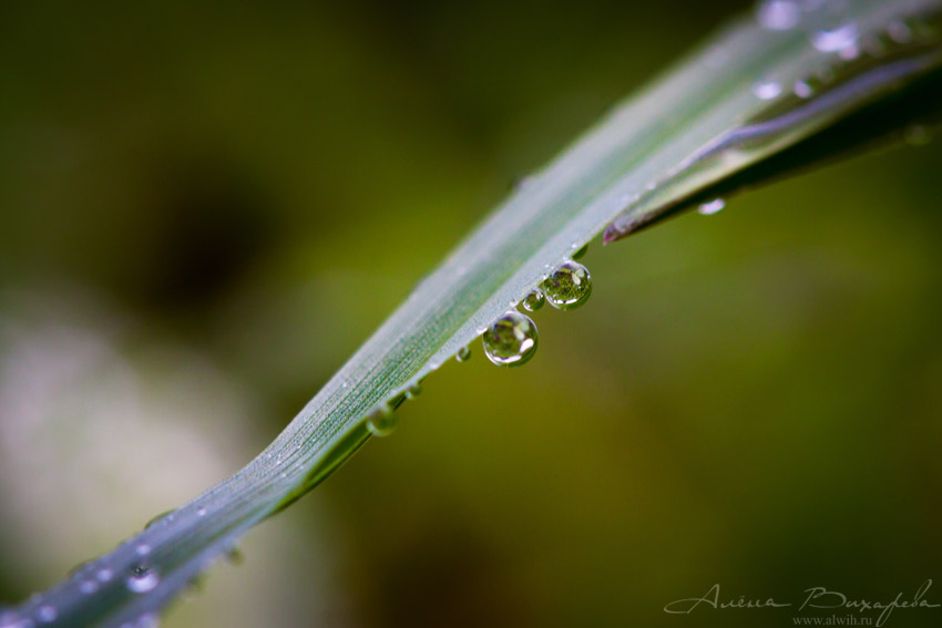 Капли на листьях Капли дождя объектив CANON EF 100mm f/2.8L Macro IS USM