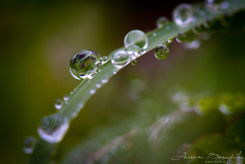 Капли на листьях Капли на листьях