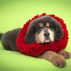 Маленький щенок Неаполитанского мастифа. Фотосессия домашних животных г. Бишкек.