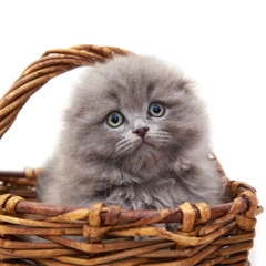 Фотосессия домашних животных г.Бишкек. Пушистый котенок скотиш фолд.