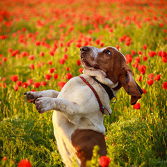 Бассет по кличке Мартин. Фотограф Вихарева Алена.
