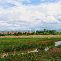 Заливные луга