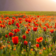 Маковое поле